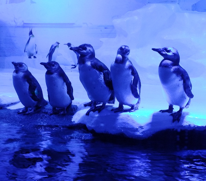 Polar penguins venue