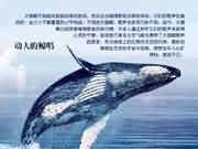 海洋生物趣闻(图3)